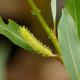 SALIX triandra 'Semperflorens'