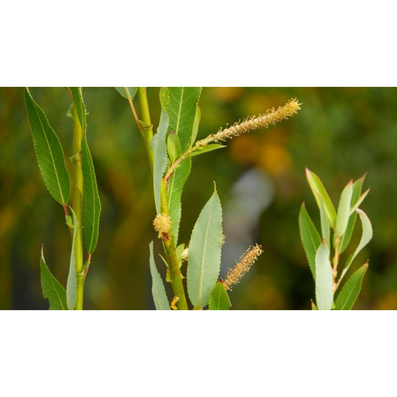 SALIX triandra 'Semperflorens'