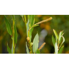SALIX triandra 'Semperflorens'