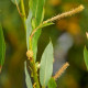 SALIX triandra 'Semperflorens'