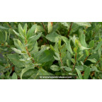 SALIX caprea