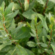 SALIX caprea