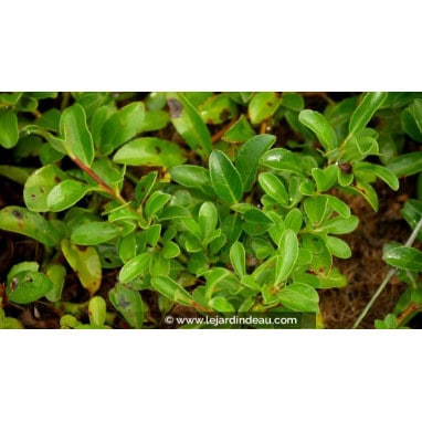 SALIX x simulatrix