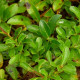 SALIX x simulatrix