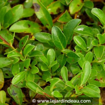 SALIX x simulatrix