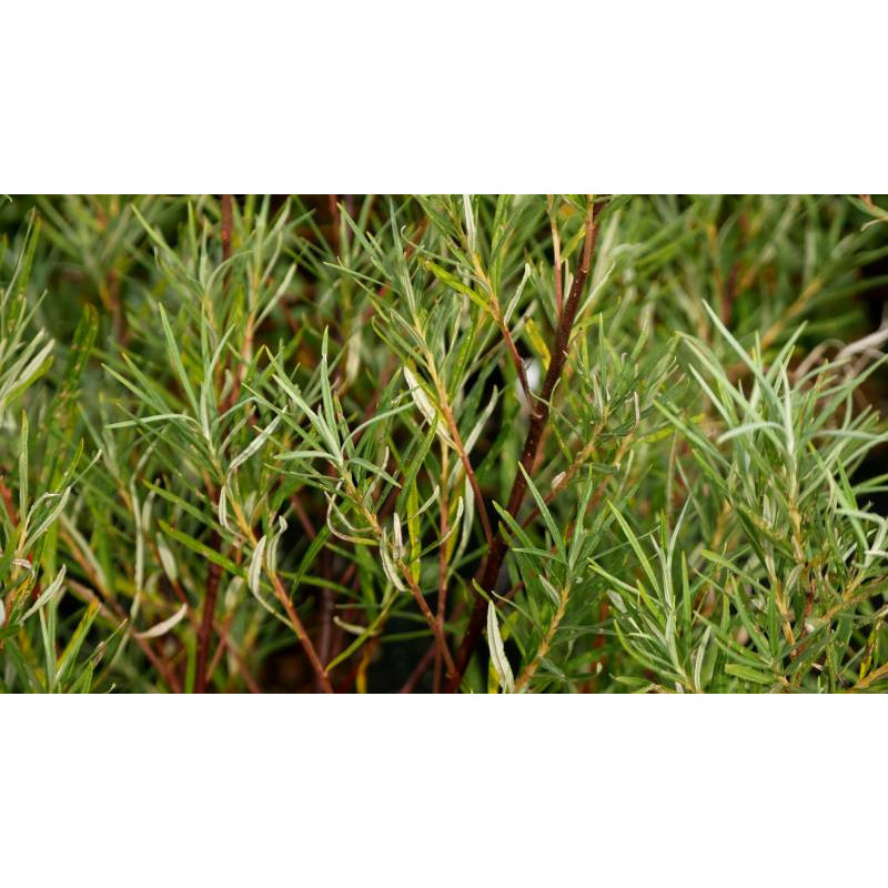 SALIX rosmarinifolia