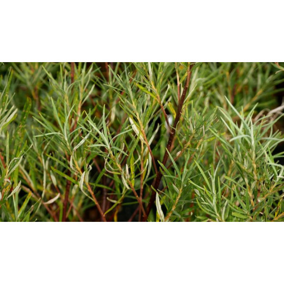 SALIX rosmarinifolia