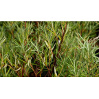 SALIX rosmarinifolia