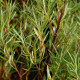 SALIX rosmarinifolia