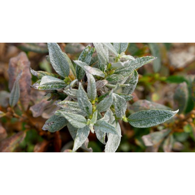 SALIX helvetica SALIX helvetica