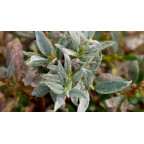 SALIX helvetica SALIX helvetica