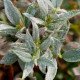 SALIX helvetica