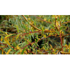 SALIX babylonica 'Aurea'