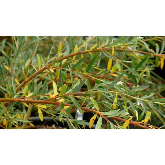 SALIX x sepulcralis 'Chrysocoma'