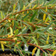 SALIX x sepulcralis 'Chrysocoma'