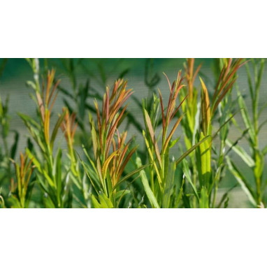 SALIX koriyanagi