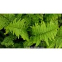 DRYOPTERIS filix-mas 'Crispa Cristata'
DRYOPTERIS filix-mas \'Crispa Cristata\' - Fougère vivace