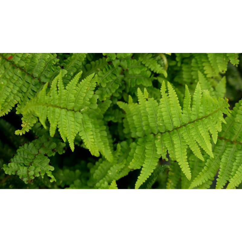 DRYOPTERIS filix-mas 'Crispa Cristata'
