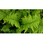 DRYOPTERIS filix-mas 'Crispa Cristata'
