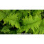 DRYOPTERIS filix-mas \'Crispa Cristata\' - Fougère vivace