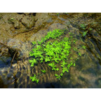 CALLITRICHE palustris