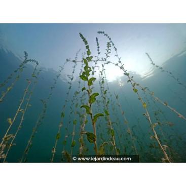 POTAMOGETON perfoliatus