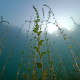 POTAMOGETON perfoliatus