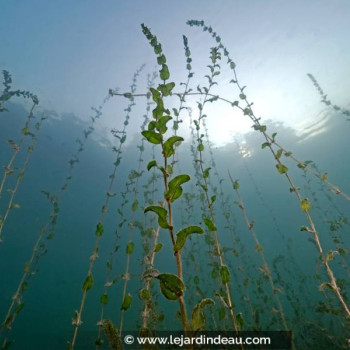 POTAMOGETON perfoliatus