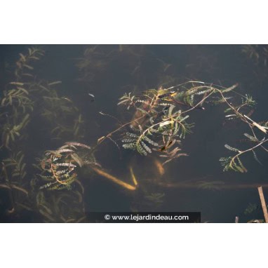 POTAMOGETON crispus