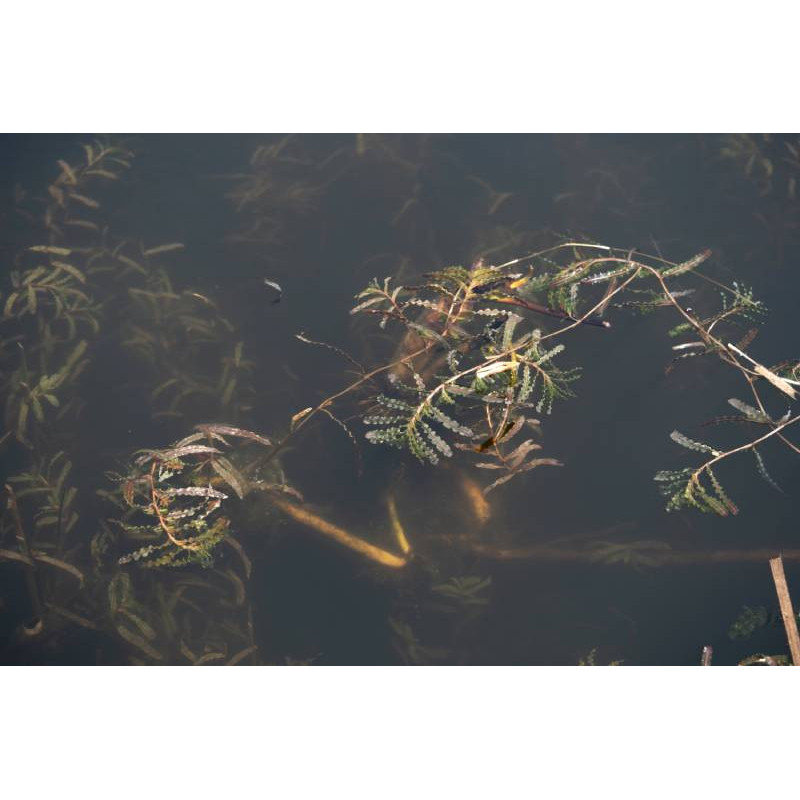 POTAMOGETON crispus