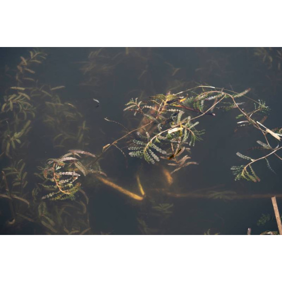 POTAMOGETON crispus