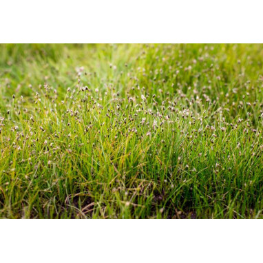 ELEOCHARIS acicularis