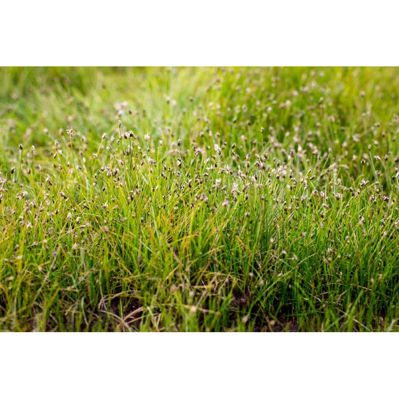 ELEOCHARIS acicularis