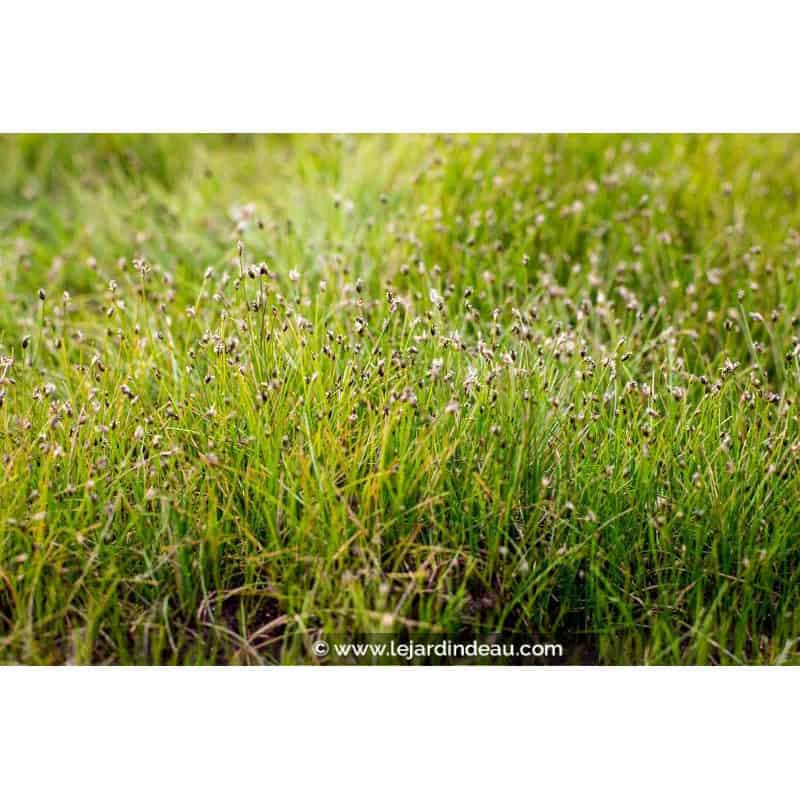 ELEOCHARIS acicularis
