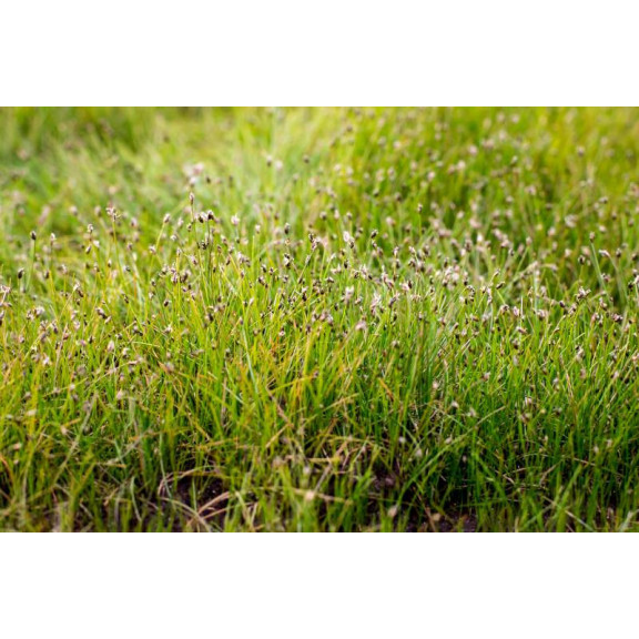 ELEOCHARIS acicularis