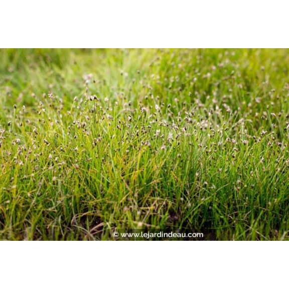 ELEOCHARIS acicularis