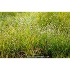 ELEOCHARIS acicularis