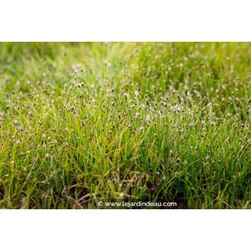 ELEOCHARIS acicularis