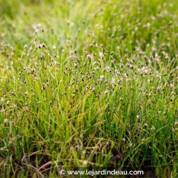 ELEOCHARIS acicularis