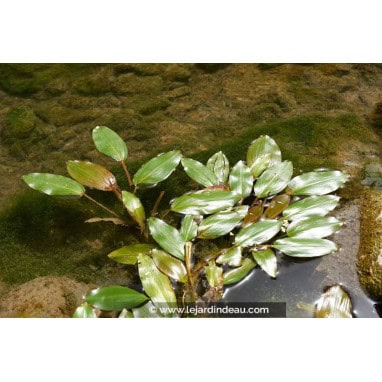 POTAMOGETON natans - Potamot nageant