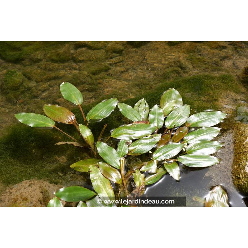 POTAMOGETON natans POTAMOGETON natans