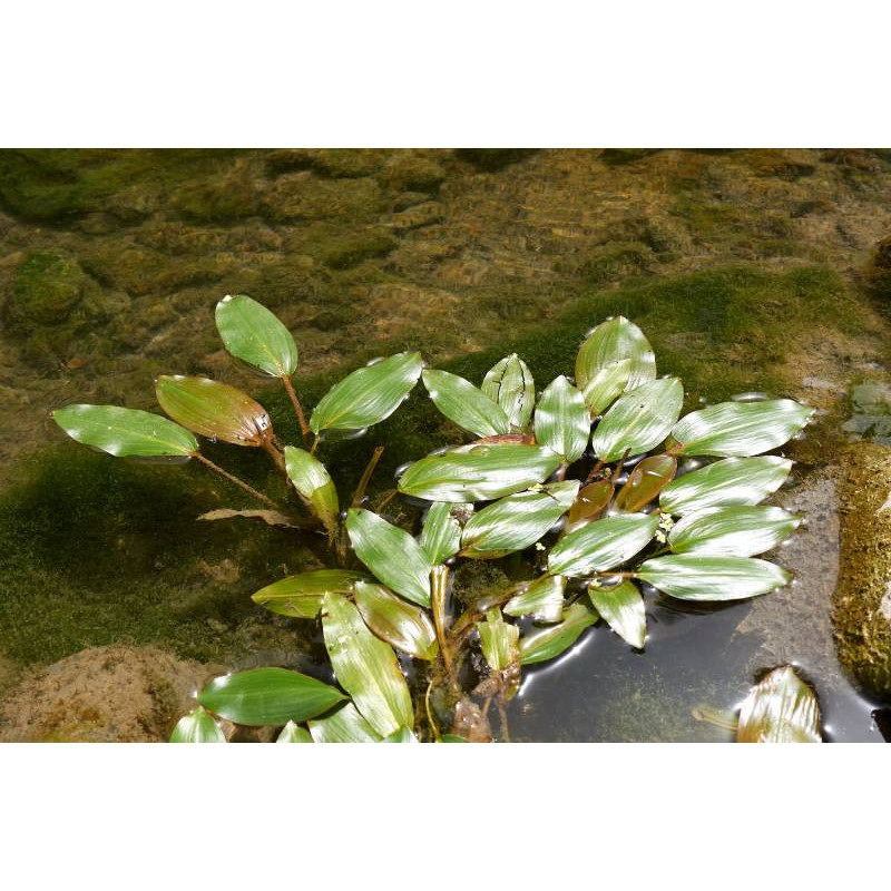 POTAMOGETON natans