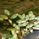 POTAMOGETON natans