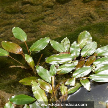 POTAMOGETON natans