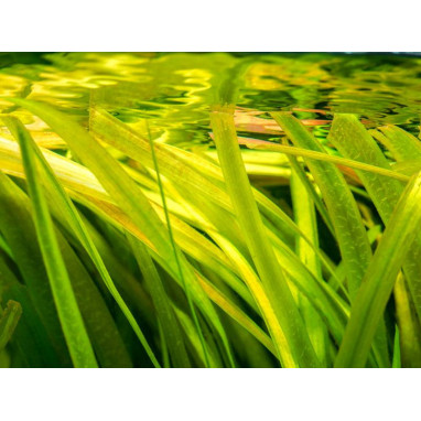 VALLISNERIA gigantea