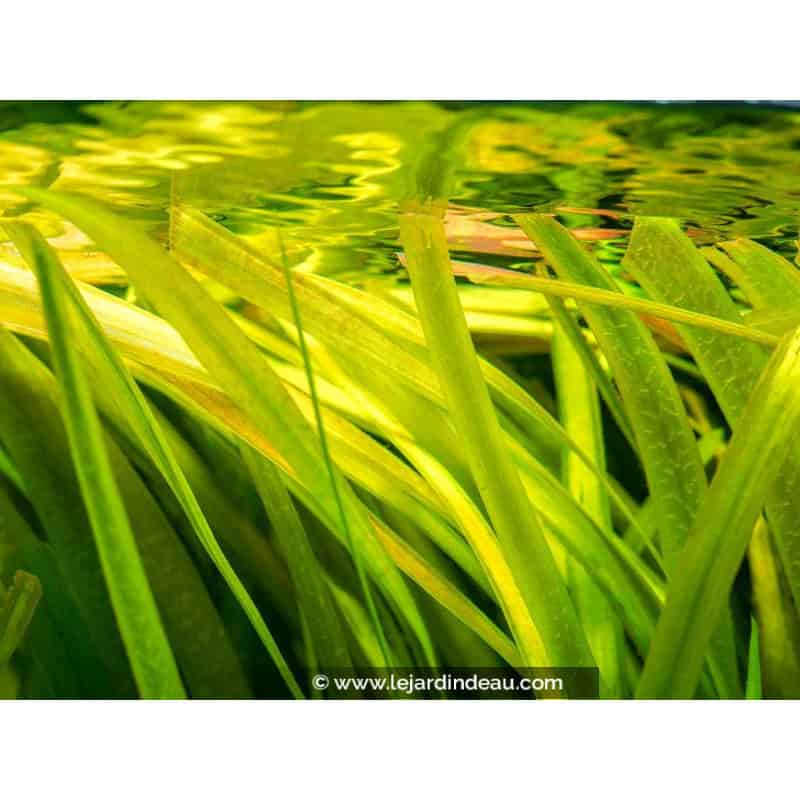 VALLISNERIA gigantea VALLISNERIA gigantea