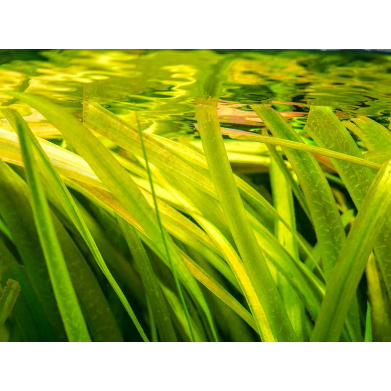 VALLISNERIA gigantea