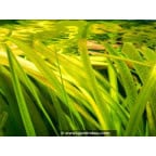 VALLISNERIA gigantea VALLISNERIA gigantea