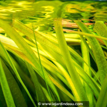 VALLISNERIA gigantea