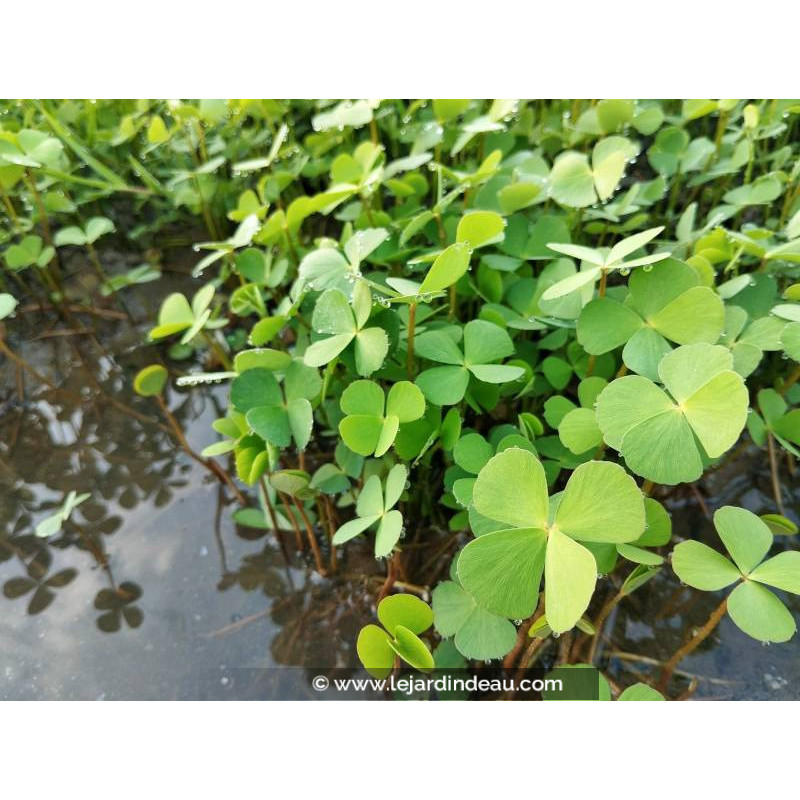 MARSILEA quadrifolia MARSILEA quadrifolia